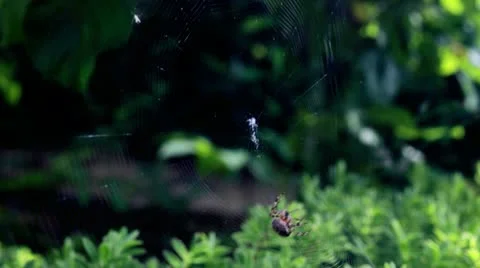 Timelapse of spider spinning web Stock Footage 11987273