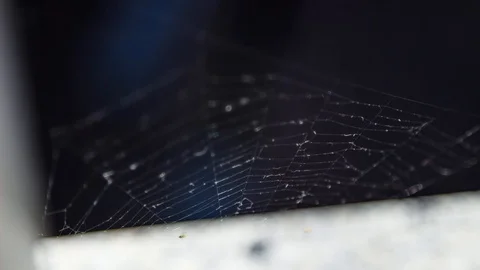 Timelapse on spider web Stockbeeldmateriaal 93536368