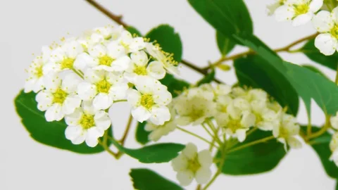 Timelapse spirea flowers on white Stock Footage 79666770
