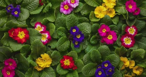 Timelapse of spring flower blossom Stock-Footage 145887931