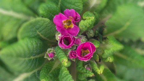 Timelapse of Spring Flower Blossom. Primula Vulgaris. Blooming Primrose Flower Stock Footage 239302714