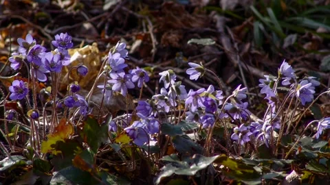 Timelapse with the spring flowers. Stock Footage 91800803