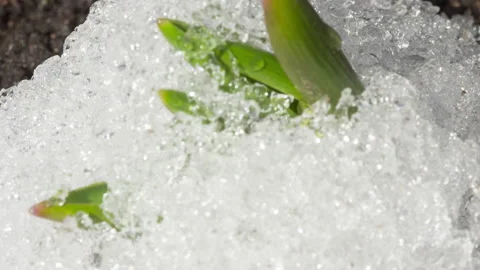 Timelapse spring flowers Stock Footage 209608818