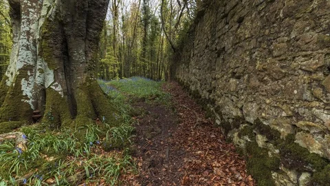 Timelapse of Spring Forest with Bluebells along Wall Stock Footage 101119459