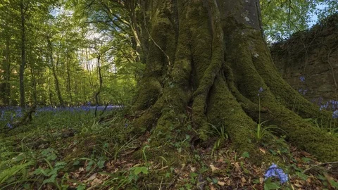 Timelapse of Spring Forest with Bluebells Grass Foreground 動画素材 101072094
