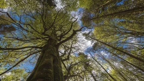 Timelapse Spring Forest View from Below under Tall Tree 動画素材 101822610