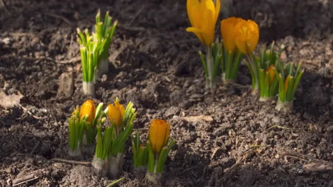 Timelapse, spring in the garden Video stock 220411031