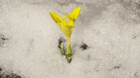 Timelapse, spring snowmelt Stock Footage 217409389