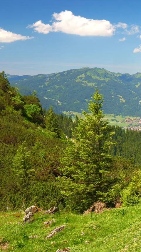 Timelapse of Spring Unfolding in the Alpine Mountains with Lush Green Meadows Stock Footage 309233196