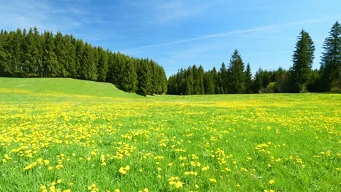 Timelapse of Spring: Vibrant Green Meadows, Dandelion Blossoms, and the Peace Stock Footage 309181447