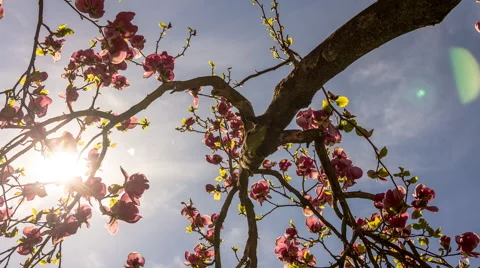 Timelapse, Springtree Video stock 49648577