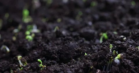 Timelapse sprouting of sprouts from the ground in a dynamic shot. Stock Footage 199564767