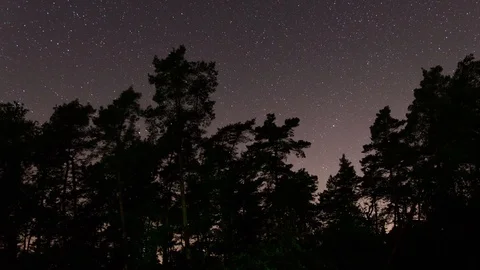 Timelapse of starry night sky and forest trees 스톡 동영상 89660667