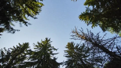 Timelapse of the starry night sky.. Dynamic movement of clouds. Green trees in Video stock 243354281