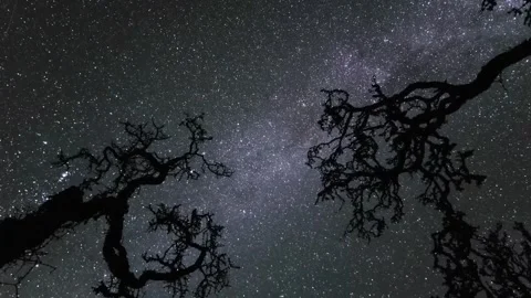 Timelapse of Starry Night Sky with Silhouetted Trees Video stock 315094433