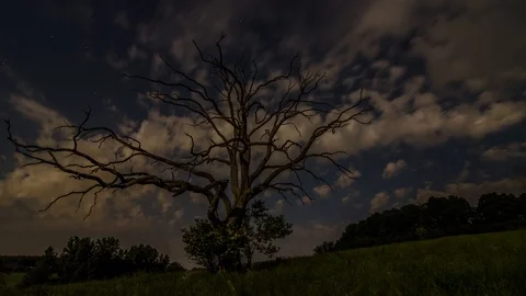 Timelapse of the starry sky in the foreground a dead tree Stock Footage 92542896