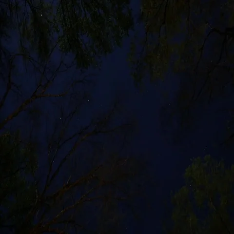 Timelapse of Stars and Clouds Through Forest Canopy, 4K Stock Footage 69522855