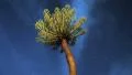 Timelapse Stars behind Kiepersol Tree in Africa HD Footage