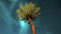 Timelapse Stars behind Kiepersol Tree in Africa HD Footage