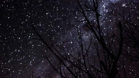 Timelapse Stars Behind Tree Branches Stock Footage 139119507