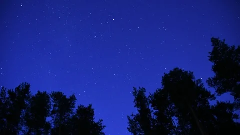 Timelapse in of stars in the forrest Stock Footage 100974589