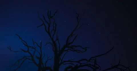 Timelapse: Stars moving behind tree silhouette, 4K, 5K Stock Footage 66600211