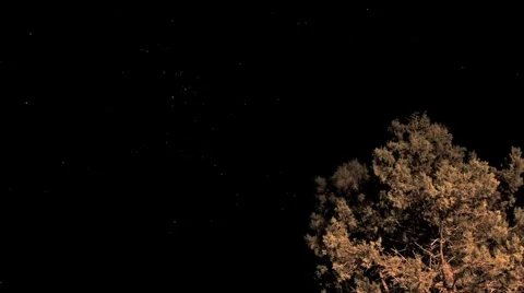 Timelapse - Stars Moving with Bright Pine Tree in Foreground Stock Footage 957014