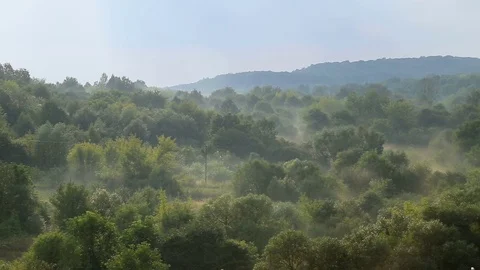 Timelapse steaming forest after rain. Stock Footage 78970093