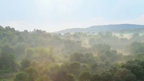 Timelapse steaming forest after rain. Video stock 78970268