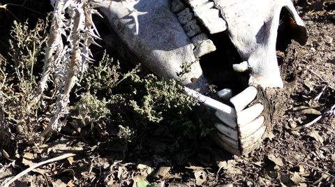 Timelapse: Still smoking skull of dead donkey Vídeo Stock 58488002