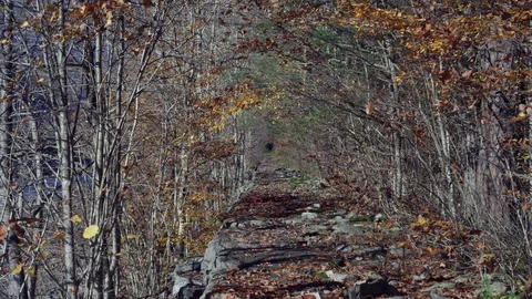 Timelapse of a stone forest path in an autumn forest, shadow is spreading Stock Footage 98376443