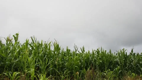Timelapse, stop-motion animation. Stock-Footage 170315426