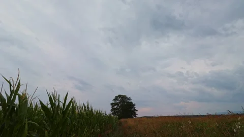 Timelapse of storm clouds moving over a lonely tree and corn field in the r.. 스톡 동영상 342737596