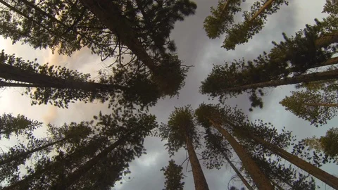 Timelapse Straight Up LodgePole Pine Trees Stock Footage 115915669