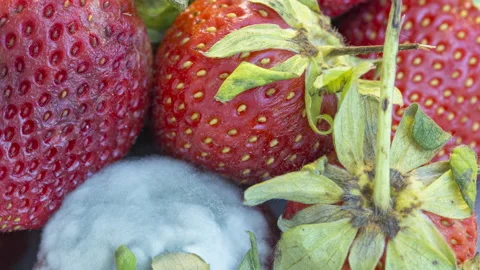 Timelapse of Strawberries Decomposing Stock Footage 167654598