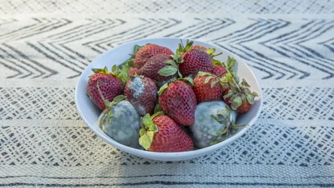 Timelapse of Strawberries Decomposing Stock Footage 167654602