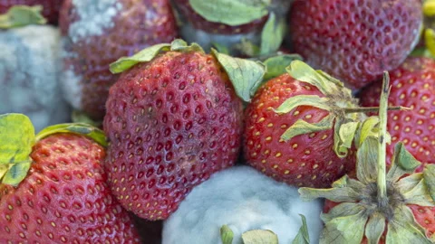 Timelapse of Strawberries Decomposing Stock Footage 167654607