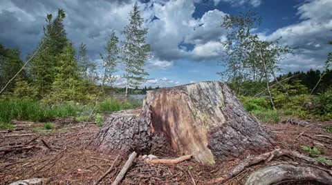 Timelapse with stump Video stock 67862895