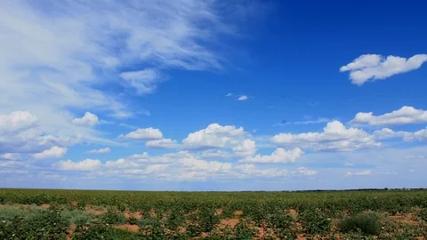 Timelapse of summer clouds over a cotton field in Texas, 4K. Stock Footage 88682541