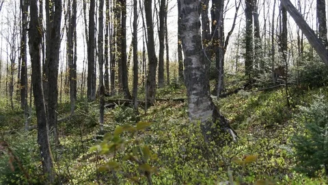 TimeLapse in the Summer Green Forest. Video stock 71993955