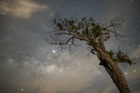 Timelapse of Summer Milkly Way with a Tree Stock Footage 125572635