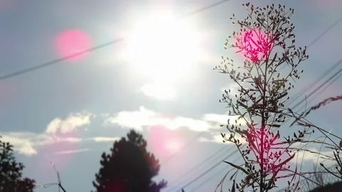 Timelapse of a Summer Sunset: Macro Focus on Plants with Blurred Trees and Sky Stock Footage 250449090