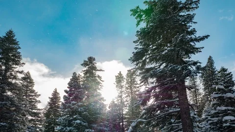 Timelapse of Sun Behind Trees while it's Snowing Video stock 118014703