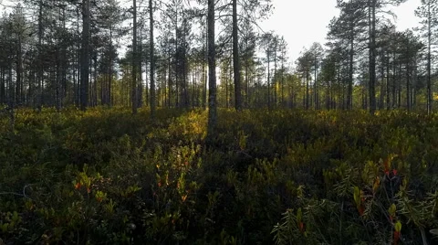 Timelapse of sun blinking behind trees at bog Stock Footage 54956924