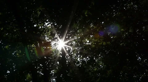Timelapse sun forest trees background21 스톡 동영상 1069692
