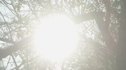 Timelapse of the sun passing through the branches of a tree Vídeos de archivo 201450250