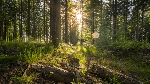 Timelapse of Sun Punching Through Leaves in the Black Forest [8K] Stock Footage 197481609
