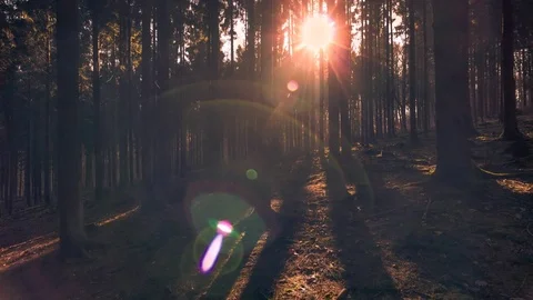 Timelapse of Sun Rays Through Fir Forest (Alternative) [HDR, Pan, Tilt, Dolly] Stock Footage 76271553