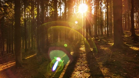 Timelapse of Sun Rays Through Fir Forest [4K] Stock Footage 87775467
