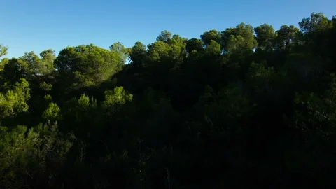 Timelapse of sun revealing the trees as it comes out. Stock Footage 88507115
